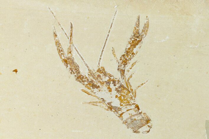 Fossil Lobster (Pseudostacus) with Brittle Stars - Hakel, Lebanon #162774